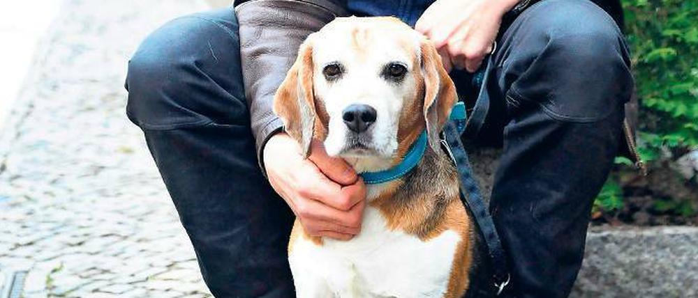 Der Beagle Emil wurde von einem anderen Hund verletzt. 