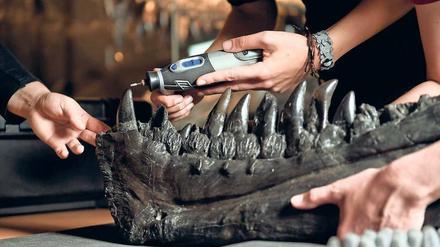 Das Gebiss von T.Rex Tristan Otto wird untersucht, um zu klären, wie der Dino gespeist hat.
