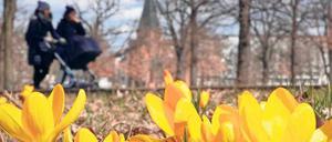 Frühlingsboten. Im Volkspark Friedrichshain ragen schon Krokusse aus dem Boden.