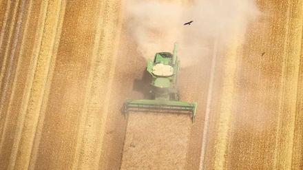 Staubige Ernte. Brandenburger Bauern versuchen, das Getreide zu retten, bevor es völlig verdorrt.