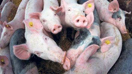 Nur 90 Euro bekommt ein Schweinehalter derzeit in den gefährdeten Gebieten für ein Tier.
