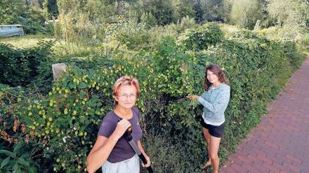 Grün verbindet. Jutta Engert (l.) und Anja Wegener wollen gemeinsam mit Helfern den wuchernden Hopfen stutzen. 