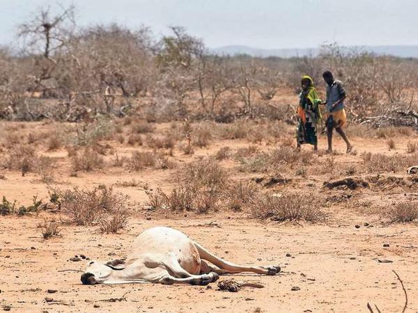 Am Ende. Kein Fleisch, keine Milch mehr. Hier gehen Dorfbewohner im kenianischen Bandarero, an der Grenze zu Äthiopien, am Kadaver eines Rindes vorbei.