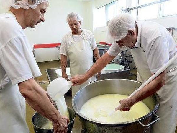 Maestro in Aktion. Gino Paolella, 72 (rechts), ist der Käsemeister in Kremmen. Mit seinem kleinen Team verarbeitet er wöchentlich etwa 3000 Liter Büffelmilch zu Mozzarella. 