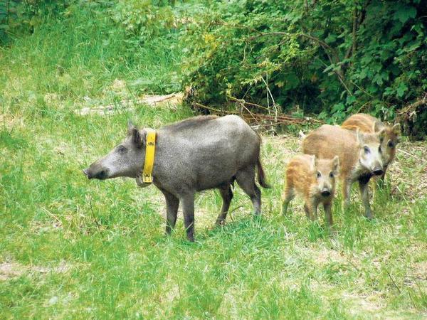 Mit Peilsendern ausgestattet, sollen die Wildschweine in Berlin Informationen über ihre urbanen Lebensgewohnheiten liefern.
