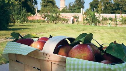 Liebliches Obst. Der Kaiser-Wilhelm-Apfel soll nach Rosen schmecken. Der aus dem Bergischen Land stammende Carl Hesselmann benannte das Obst 1875 nach Wilhelm I., der es in Potsdam anbauen ließ.