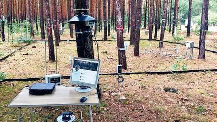 Neueste Techniktrends zur Hege und Pflege von Wäldern in Brandenburg.