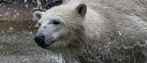 Was machen sich Eisbären aus dem Coronavirus? Nichts. Hertha hat im Tierpark auch ohne Besucher ihre Freude.