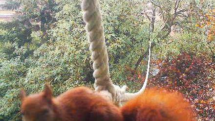 Erwischt! Dass Eichhörnchen das Seil nutzen, darf nun als gesichert gelten.