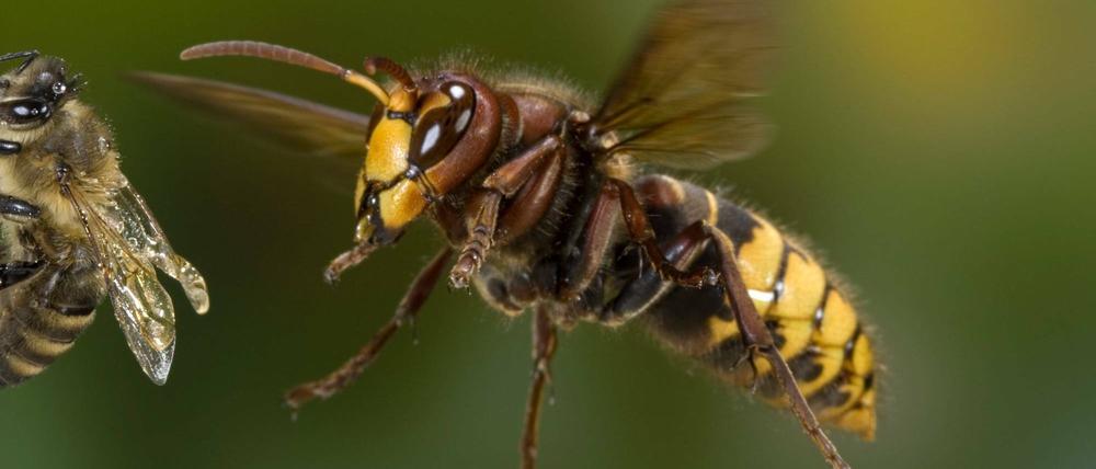 Die Stiche der bis zu vier Zentimeter großen Insekten schmerzen zwar, sind aber - abgesehen von Allergikern - ungefährlich.