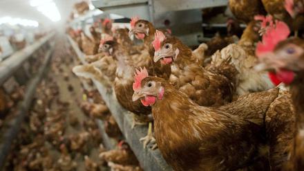 Nachdem Tierschützer Aufnahmen von Hühnern in zu kleinen Käfigen machten, ermittelt nun die Staatsanwaltschaft.