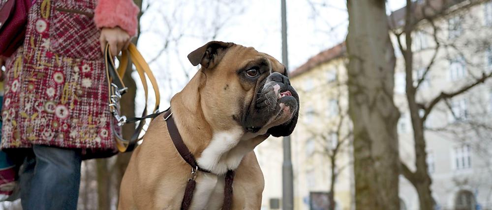 Justizsenator Thomas Heilmann (CDU) möchte, dass Berliner ihre Hunde auf der Straße an der Leine führen müssen
