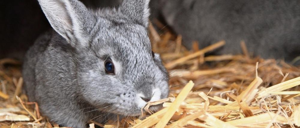 Rund 1000 Kaninchen werden pro Jahr in Berlin gejagt. 