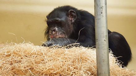 Schimpanse „Bally“ nach dem Brand im Krefelder Zoo. Seine Wunden heilen langsam.