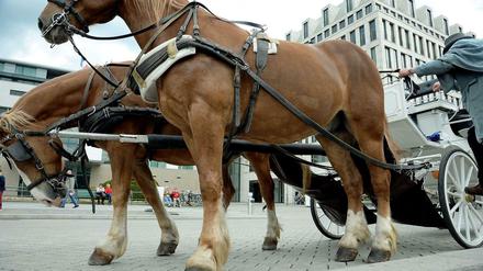 Der Pariser Platz - ein zu hartes Pflaster für die Kutschpferde?