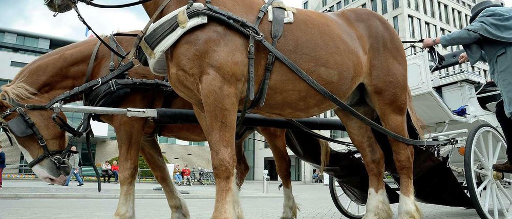 Der Pariser Platz - ein zu hartes Pflaster für die Kutschpferde?