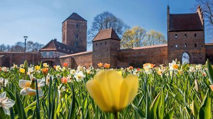 Landesgartenschau in Wittstock. Tulpen und Narzissen blühen vor der Stadtmauer mit der Alte Bischofsburg. Am 18. April 2019 öffnet die Laga unter dem Motto "Rundum schöne Aussichten".