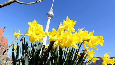 In voller Blüte. Die ersten Frühlingsboten haben sich bereits vor dem Berliner Fernsehturm versammelt.