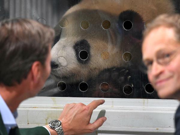 Schau mir in die Augen. Panda Meng-Meng hat Berlins Regierenden Michael Müller (rechts) und Zoodirektor Andreas Knieriem fest im Blick. 