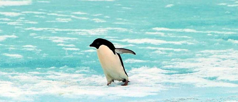 Er mag es kühl und wenn sie es auch kühl mögen, sollten Sie ihn besuchen: Den Pinguin. 