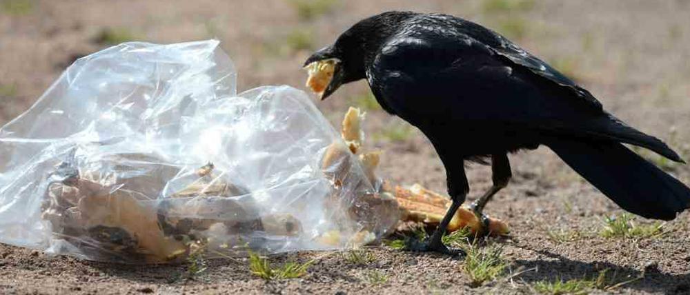 Auch Vögel verwenden Plastik zum Bau ihrer Nester.