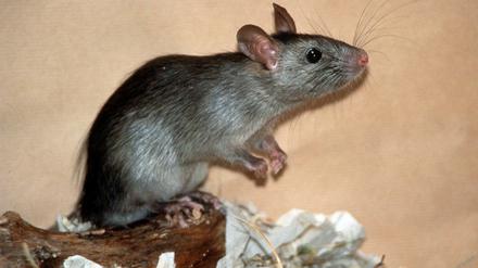 Ratten gelten als selbstlose, teamfähige Tiere. Auf Spielplätzen sind sie trotzdem nicht gern gesehen.