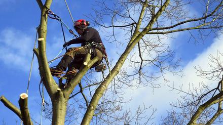 Baumpfleger ist noch immer ein seltener Beruf. Wegen des Klimawandels werden immer mehr dieser Fachleute gebraucht.