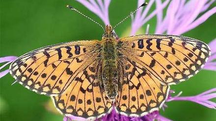 Der Sumpfwiesen-Perlmuttfalter wurde vom BUND zum Schmetterlings des Jahres 2013 erwählt.