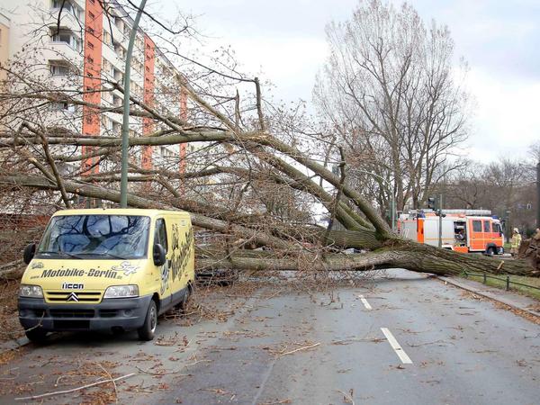 Turiner Straße Ecke Seestraße. Ein Baum wird durch den Sturm entwurzelt und fällt auf ein Auto. 