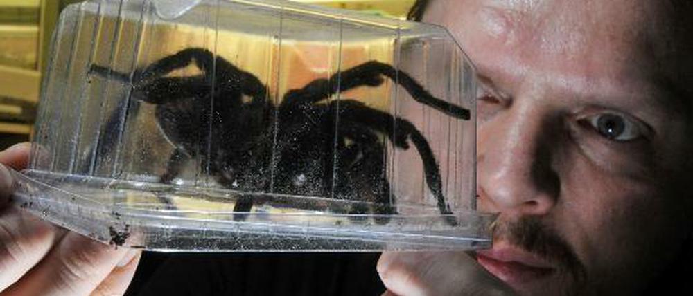"Meine Spinnen würden in deinem Zimmer wohnen": Viele WG-Zimmer sind an unaktzeptable Bedingungen geknüpft.