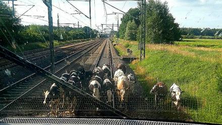 Aus Sicht des Lokführers - die Kuhherde auf den Gleisen.