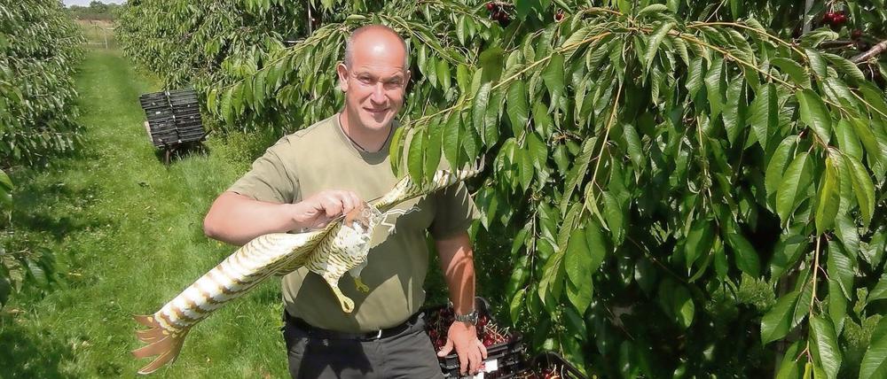 Kampf den Kirschendieben! Mit Drachen, die Raubvögeln gleichen, hält Obstbaumeister Stefan Lindicke mit Erfolg hungrige Starenschwärme von seinen Plantagen fern. 