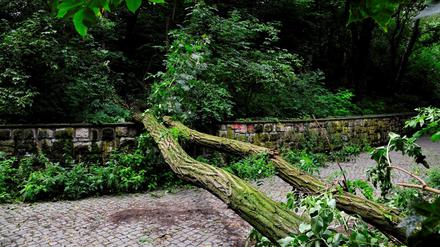 Ein umgestürzter Baum in Berlin (Symbolbild)