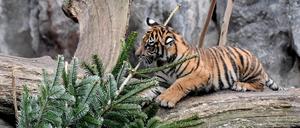 04.01.2019, Berlin: Sumatra-Tiger-Junge spielen mit einem Tannenbaum im Tierpark. Nicht-verkaufte Weihnachtsbäume werden alle Alljährlich an die Zootiere verfüttert. Foto: Britta Pedersen/dpa-Zenralbild/dpa +++ dpa-Bildfunk +++