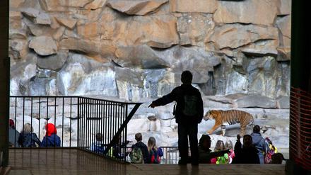 Die Tiger im Tierpark haben nur wenig Auslauf. Für Zoo- und Tierparkchef Andreas Knieriem ist dies nicht mehr zeitgemäß und für den Besucher abstoßend.