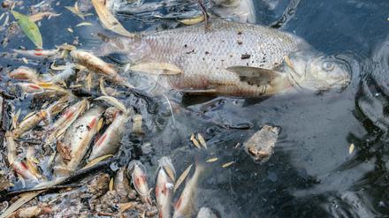 Tote Fische treiben am Mittwoch auf dem Landwehrkanal. Nach den starken Regenfällen am Wochenende wurden viele Mikrobakterien in die Spree und Kanäle gespült. Dadurch wurde der ohnehin niedrige Sauerstoff-Gehalt vermindert, die Fische starben. 