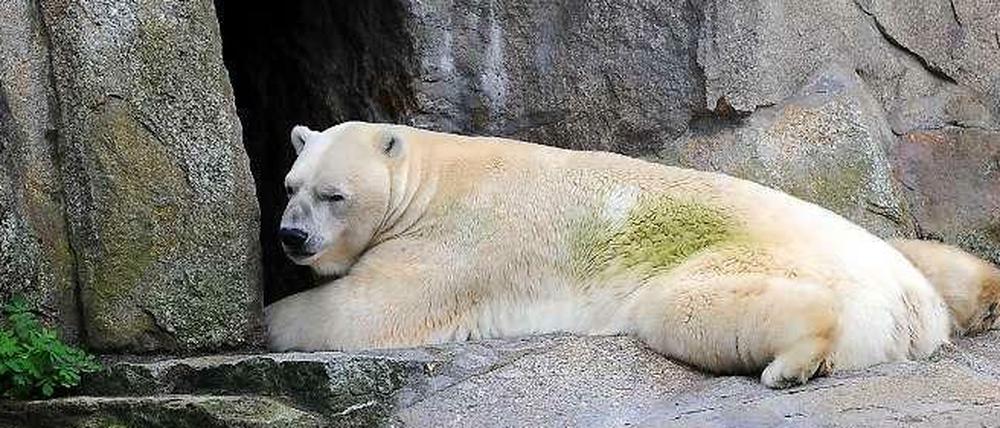Der Eisbär Troll im Jahr 2011. Jetzt ist er im Alter von 28 Jahren gestorben - ein zweites Leben im Naturkundemuseum erwartet ihn aber wohl nicht.