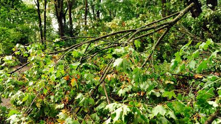 Sturmschäden durch umgestürzte Bäume bereiten noch Probleme.