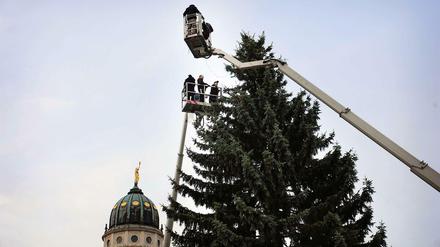 Frohes Fest am Gendarmenmarkt: Der erste Weihnachtsbaum steht.