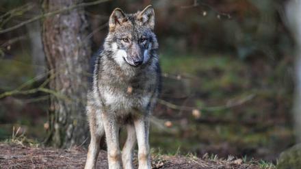Hier ist er geschützt: Ein Wolf steht in seinem Gehege im Wildpark Schorfheide.
