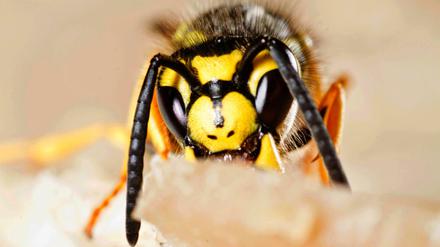 In diesem Sommer gilt es, alles Süße gut im Auge zu behalten. Denn es gibt deutlich mehr Wespen als in den vergangenen Jahren.