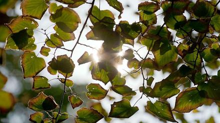 Die Ränder der Blätter an den Bäumen verfärben sich bereits braun. Am 1. September ist meteorologischer Herbstbeginn.