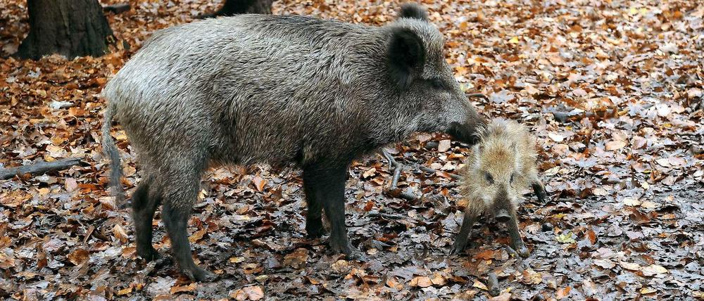 Stadtbewohner. Wildschweine sind besonders in den Randbereichen Berlins kein ungewöhnlicher Anblick.