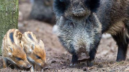 Keineswegs so harmlos, wie sie aussehen: In Berlin werden in einem Forschungsprojekt die Lebensgewohnheiten von Wildschweinen im Stadtgebiet ermittelt.