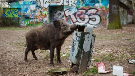 Wenn Wildschweine Essensreste fressen, können sie sich dabei infizieren.