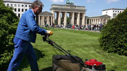 In Berlin darf Wiese noch wild sein. Nur selten kommt der Rasenmäher zum Einsatz - denn den Bezirken mangelt es an Angestellten.