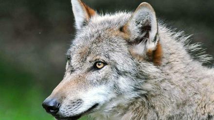 Lange waren Wölfe in Brandenburg ausgestorben, inzwischen gibt es hier wieder etwa hundert Tiere.