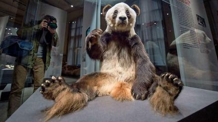Der präparierte Pandabär Yan Yan sitzt im Naturkundemuseum in einer Vitrine. 