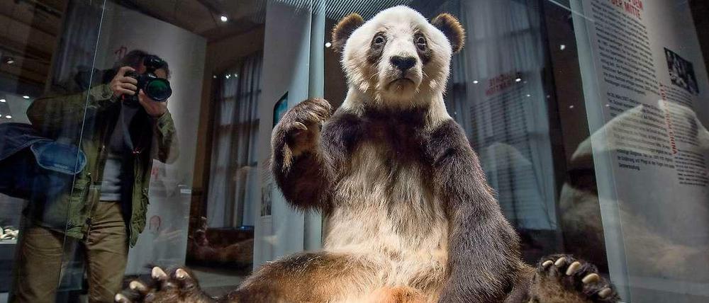 Der präparierte Pandabär Yan Yan sitzt im Naturkundemuseum in einer Vitrine. 