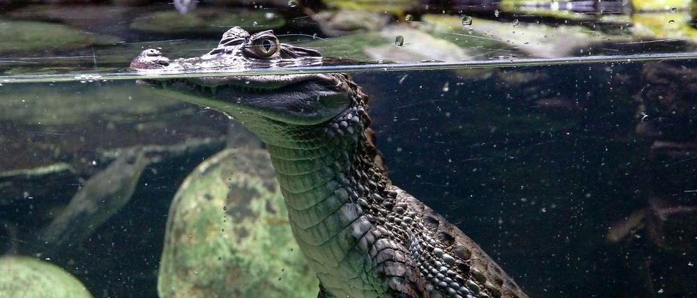 Die Krokodilhalle war die erste Sensation des Zoo-Aquariums in Berlin. Sie geht auf das Gründungsjahr 1913 zurück und ist das erste begehbare Tiergehege der Welt.